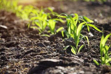 Organic corn planted in the garden with bright morning sunlight