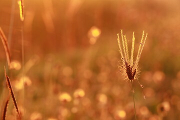 Obraz premium Close up grass flowers on sunlight in the field