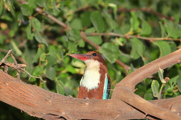 A kingfisher bird resting on a tree