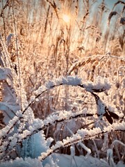 frozen river in winter