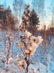 snow covered trees