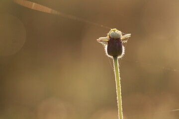 Close up grass flowers on sunlight in the morning
