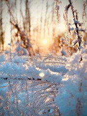 sunset in the forest