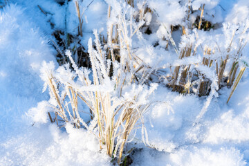 Grass covered with ice crystals on the snowy ground