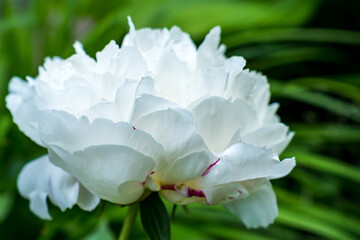 White Peony in the garden side close up