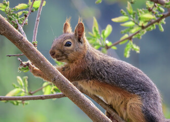 The squirrel on a branch in Turkey.