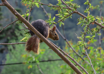 The squirrel on a branch in Turkey.