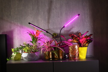 phytolamps illuminate potted plants  shelf  room