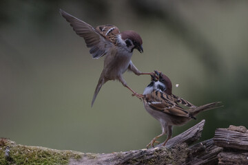 Two isolated Eurasian tree sparrows fighting 