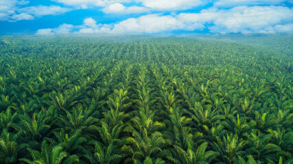 Fototapeta na wymiar Arial view of palm plantation at east asia