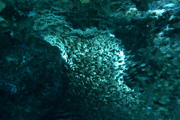 奄美大島 No.18 ダイビング 洞窟の稚魚の群れ
