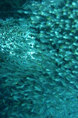 奄美大島 No.18 ダイビング 稚魚の群れ