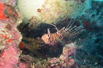 奄美大島 No.18 ミノカサゴ