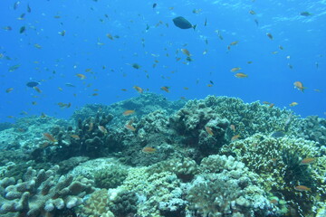 Naklejka na ściany i meble 奄美大島 No.18 珊瑚礁