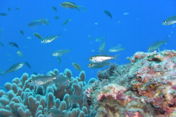 Fototapeta premium 奄美大島 No.18 小魚