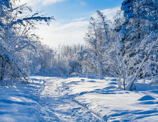 The landscape of a dazzlingly bright snow forest. Beautiful snowy winter forest scene. Winter snow forest view.