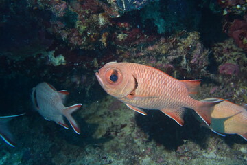 奄美大島 No.18 アカマツカサ