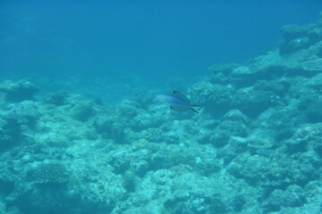 Fototapeta na wymiar 奄美大島 No.18 ダイビング 珊瑚礁