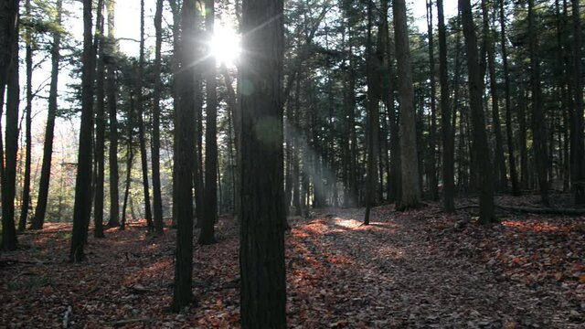Lens flare with sunlight in the forest of a Natinal Park in Toronto, Ontario, Canada