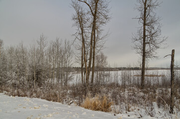 Bare Trees by Astotin Lake in Winter