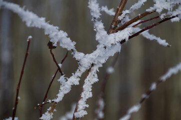 Frost or Ice Crystals on Branches