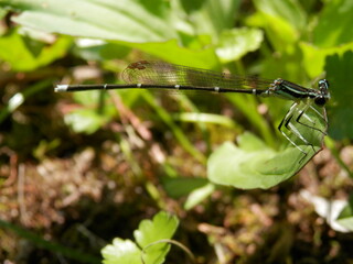 地面近くの葉にとまっているイトトンボ