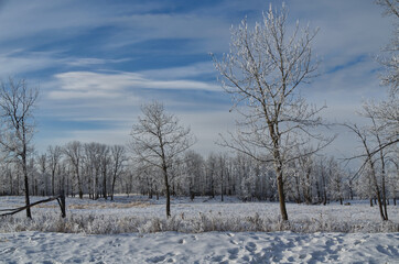 Elk Island in the Winter