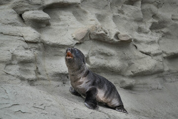 seal on the rocks near ocean