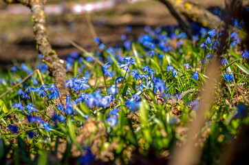 Closeup blue snowdrop scilla flowers in a forest