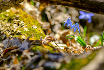 Closeup blue snowdrop scilla flowers in a forest