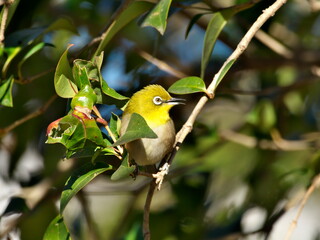 Tokyo,Japan-December 31, 2020: Warbling white-eye or Mejiro on a flowering dogwood branch 
