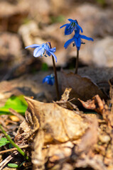 Tender spring blue snowdrops scilla flowers in the forest