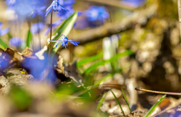 Closeup blue snowdrop scilla flowers in a forest