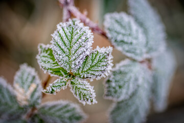 Plantes au petit matin avec leurs couverture de givre.