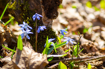 Closeup blue snowdrop scilla flowers in a forest	