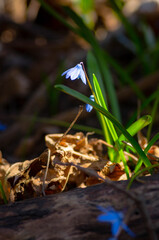 Closeup blue snowdrop scilla flowers in a forest	