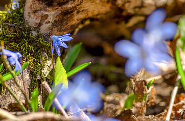 Closeup blue snowdrop scilla flowers in a forest