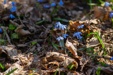 Closeup blue snowdrop scilla flowers in a forest