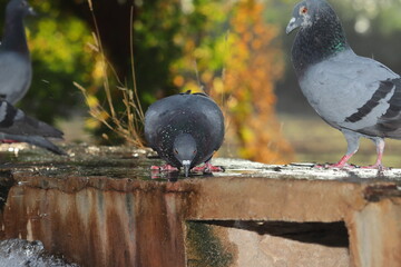 A pigeon drinking water on the wall