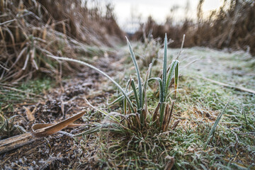 Plantes au petit matin avec leurs couverture de givre.