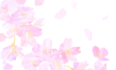 Watercolor background illustration of cherry blossoms