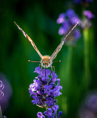 butterfly on flower