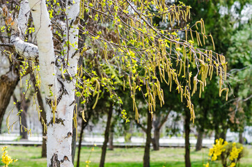 Birch buds 