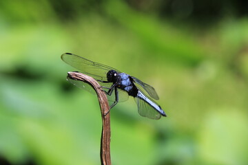 棒の先端にとまるシオカラトンボ