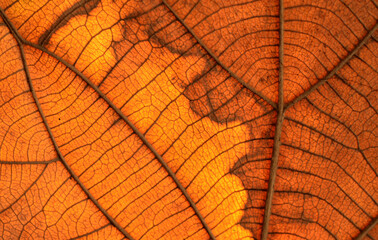 Obraz premium Dry leaf texture and nature background Brown leaf texture material And beautiful golden yellow Beautiful lines