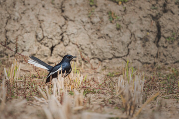 The Magpie Robin (Doyle)
