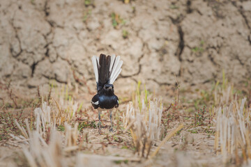 The Magpie Robin (Doyle) birds are the national bird of Bangladesh.