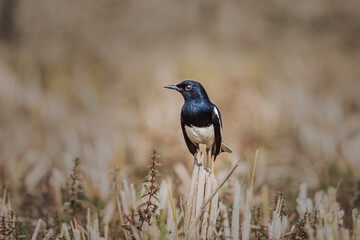 The Magpie Robin (Doyle) birds are the national bird of Bangladesh.