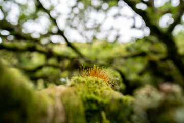 Wild red and green Moss in forest - Blurry background
