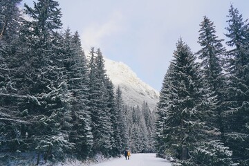 Snow Winter in Zakopane, Poland